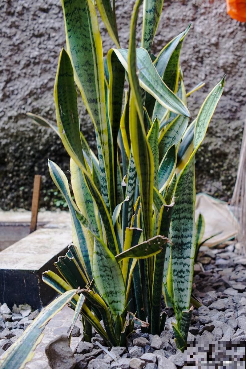 虎皮兰可以一直水养吗