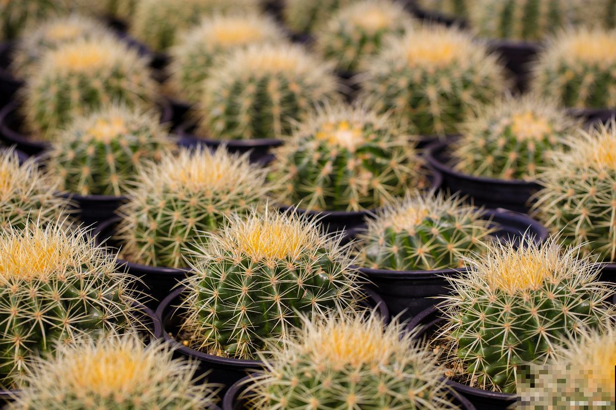 病虫害少的花卉有哪些 病虫害少的花卉有哪些