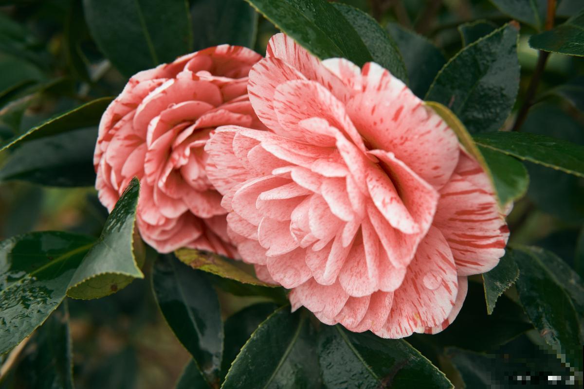 茶花用什么砧木嫁接