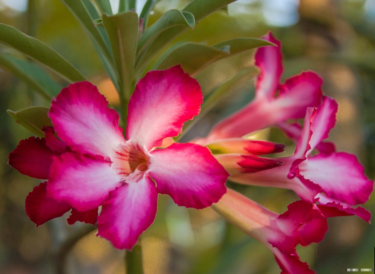 沙漠玫瑰冬天怎么养