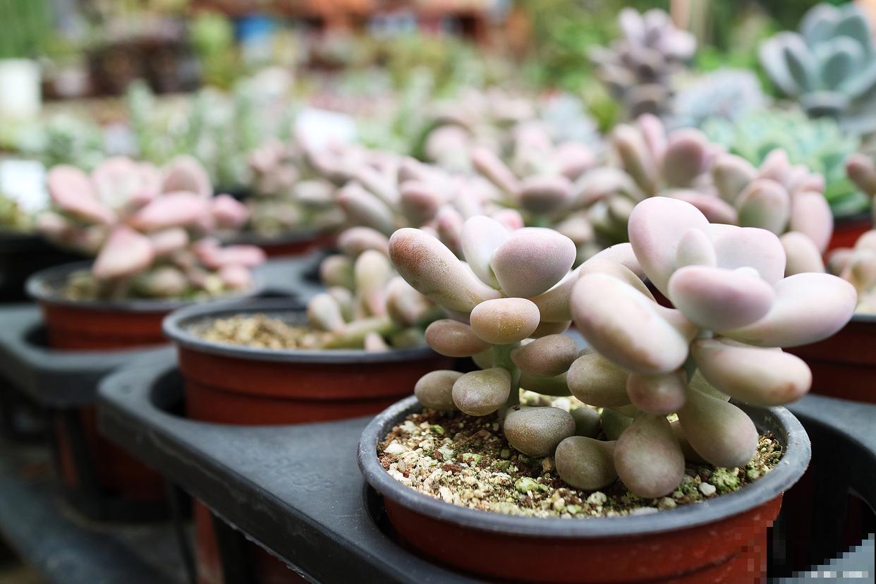 桃美人怎么养胖？