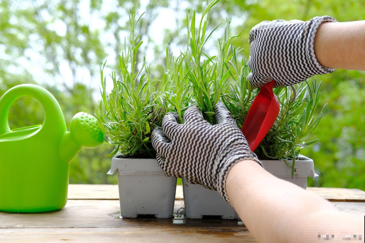 浇花水多了怎么办