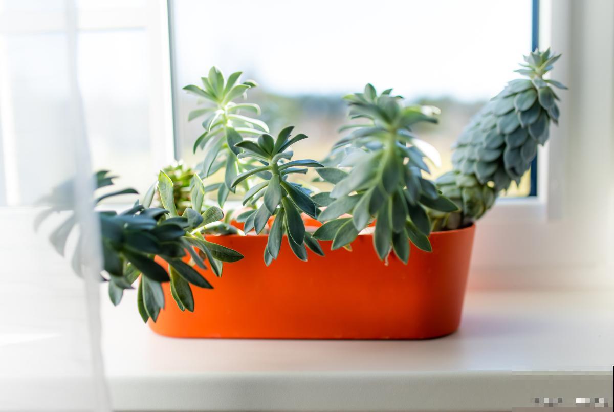 盆景树桩怎么救活 盆景树桩怎么救活