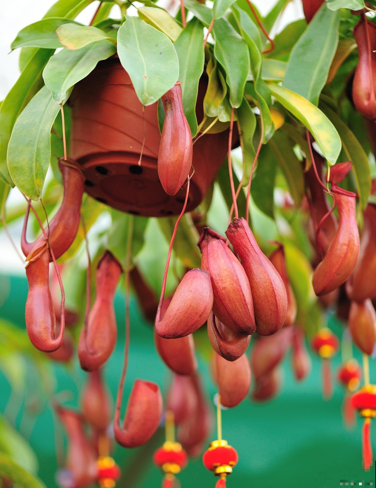 怎么养殖猪笼草？