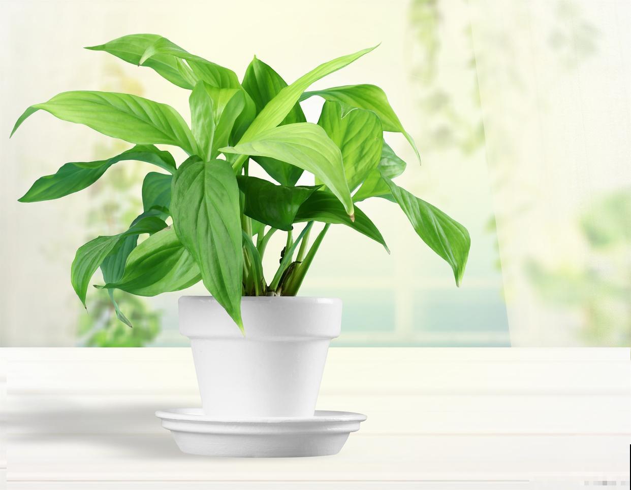 水养的一帆风顺怎么养