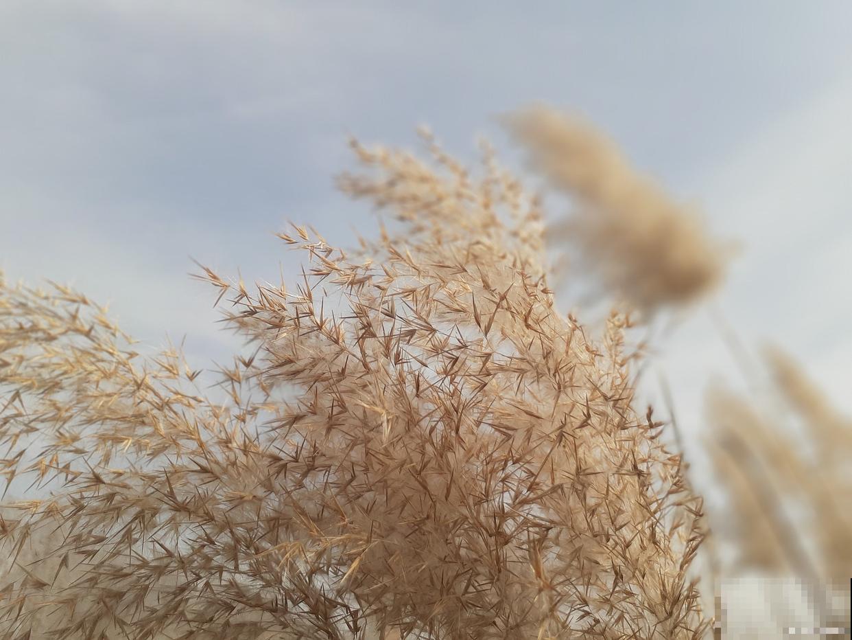 芦根是什么植物的根