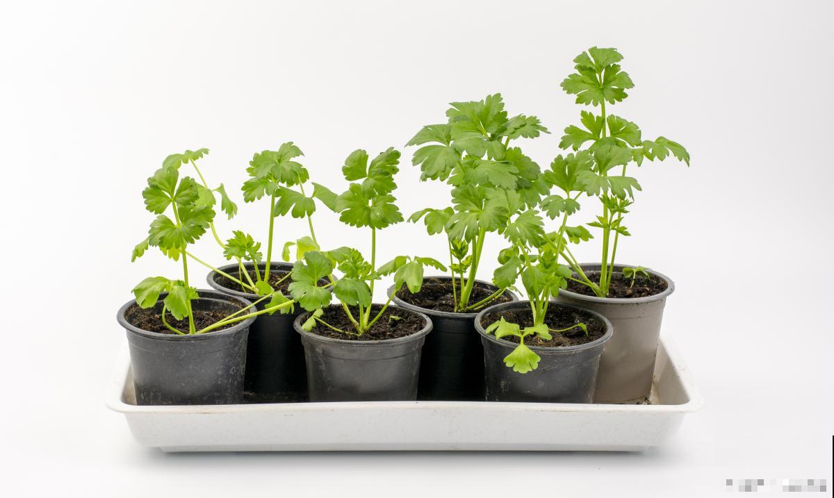 盆栽蔬菜怎么种？