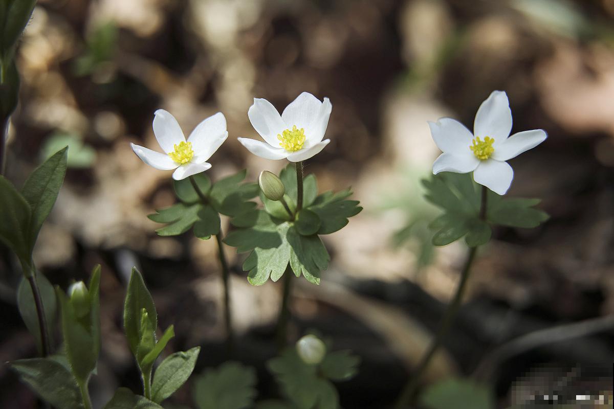 银莲花开花后怎么养护 银莲花开花后怎么养护
