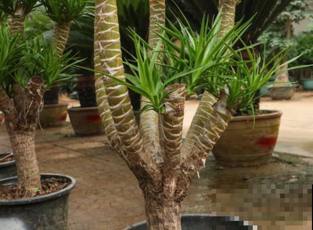 龙血树烂茎不要着急，学会这个处理方法，还能长