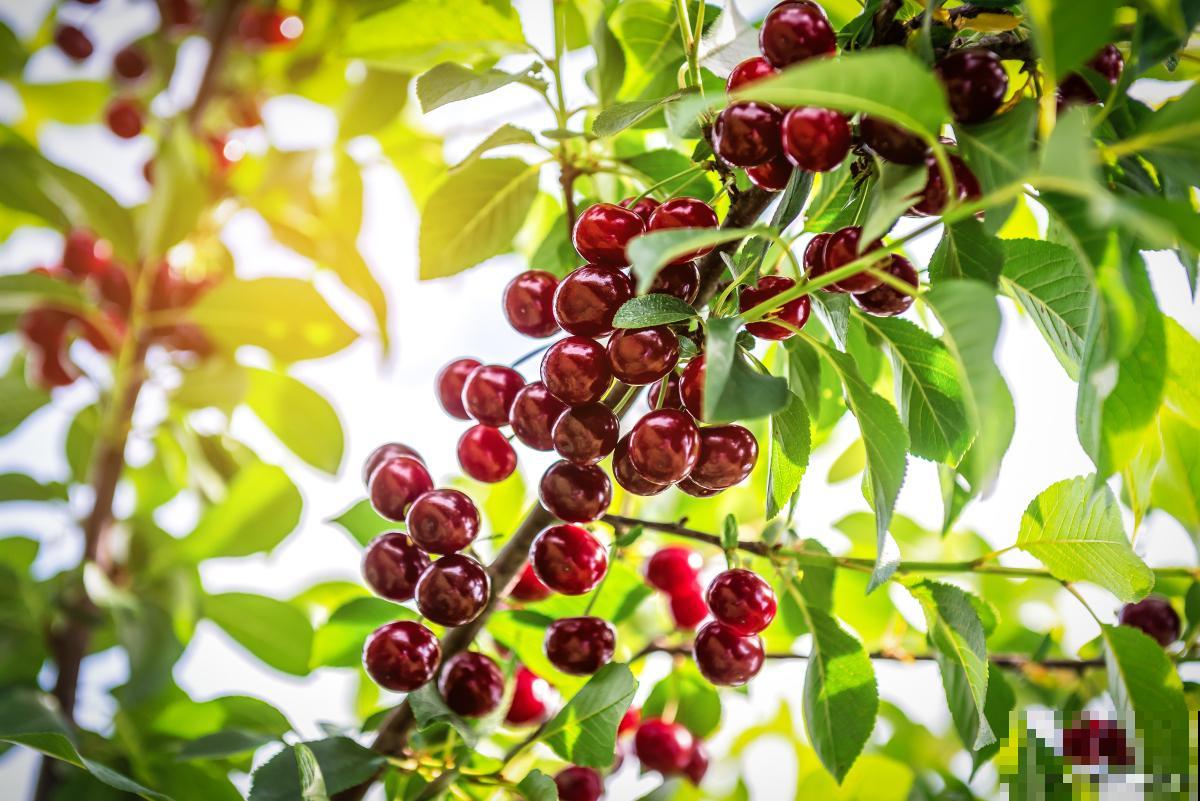 三年的樱桃树修剪方法 三年的樱桃树修剪方法