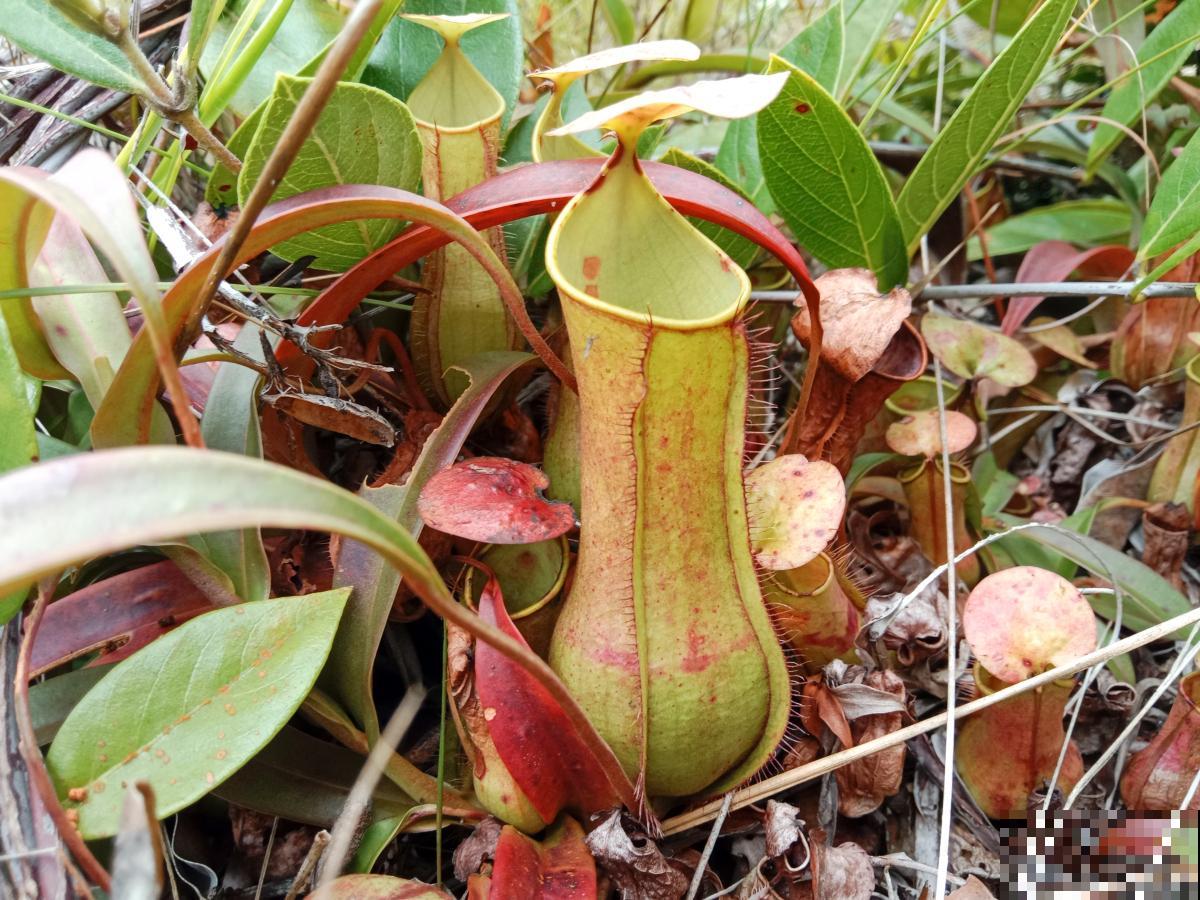 猪笼草什么时候开花