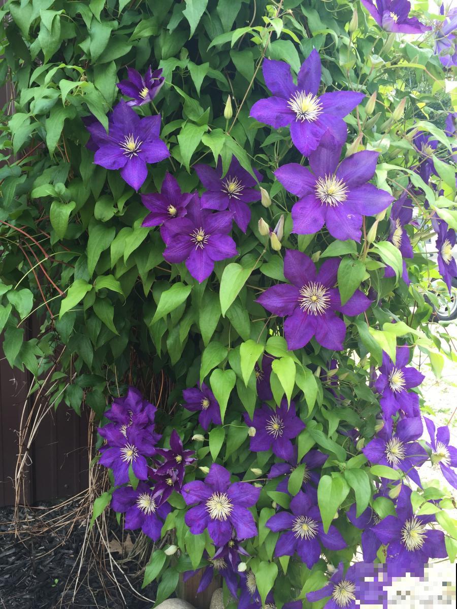 秋天开花的兰花有哪些