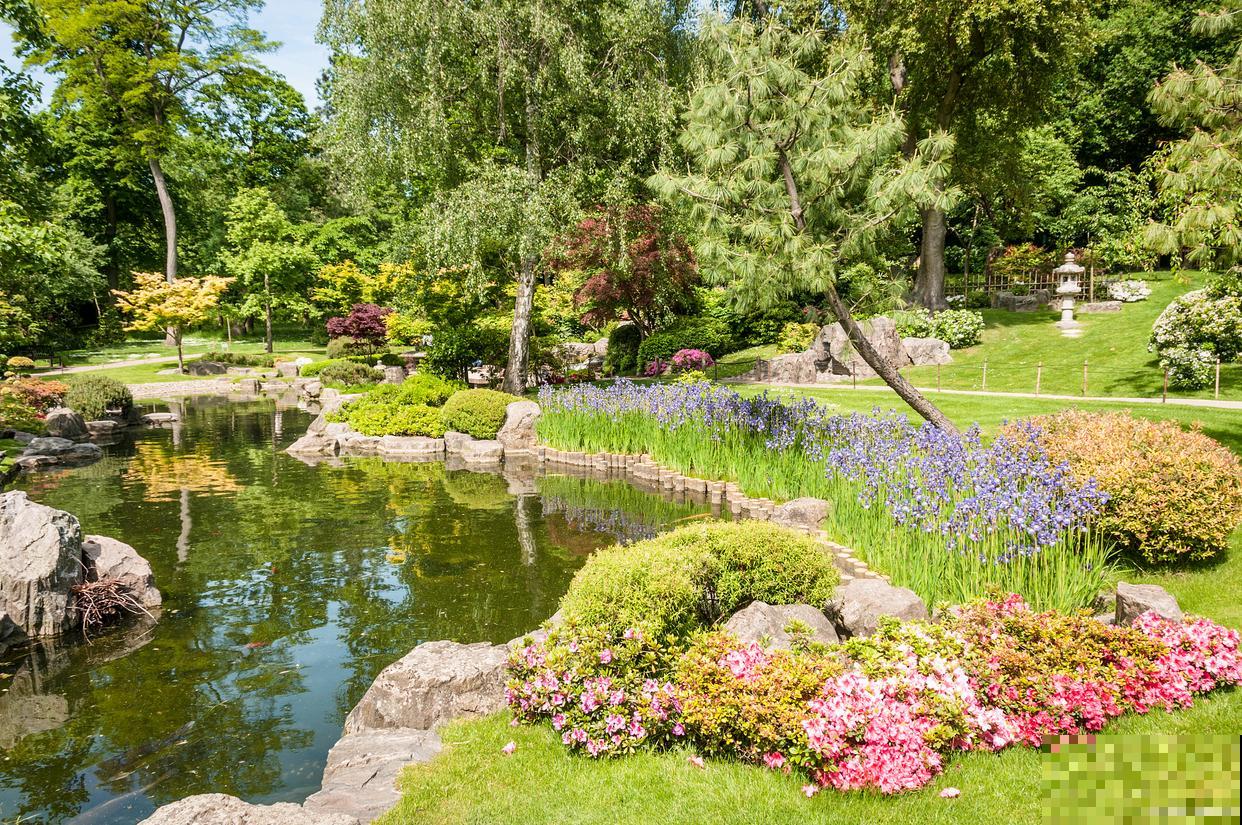 露薇花如何繁殖？