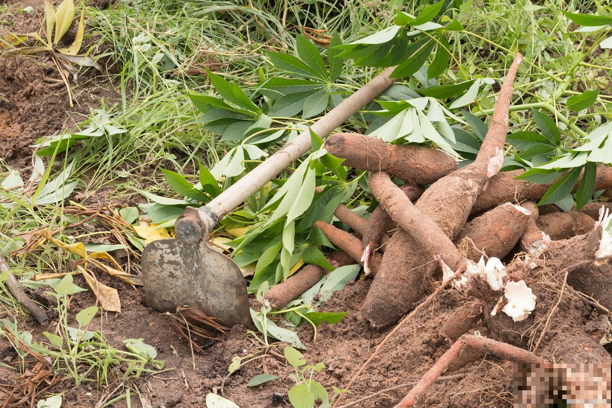 适合垂吊的花卉有哪些