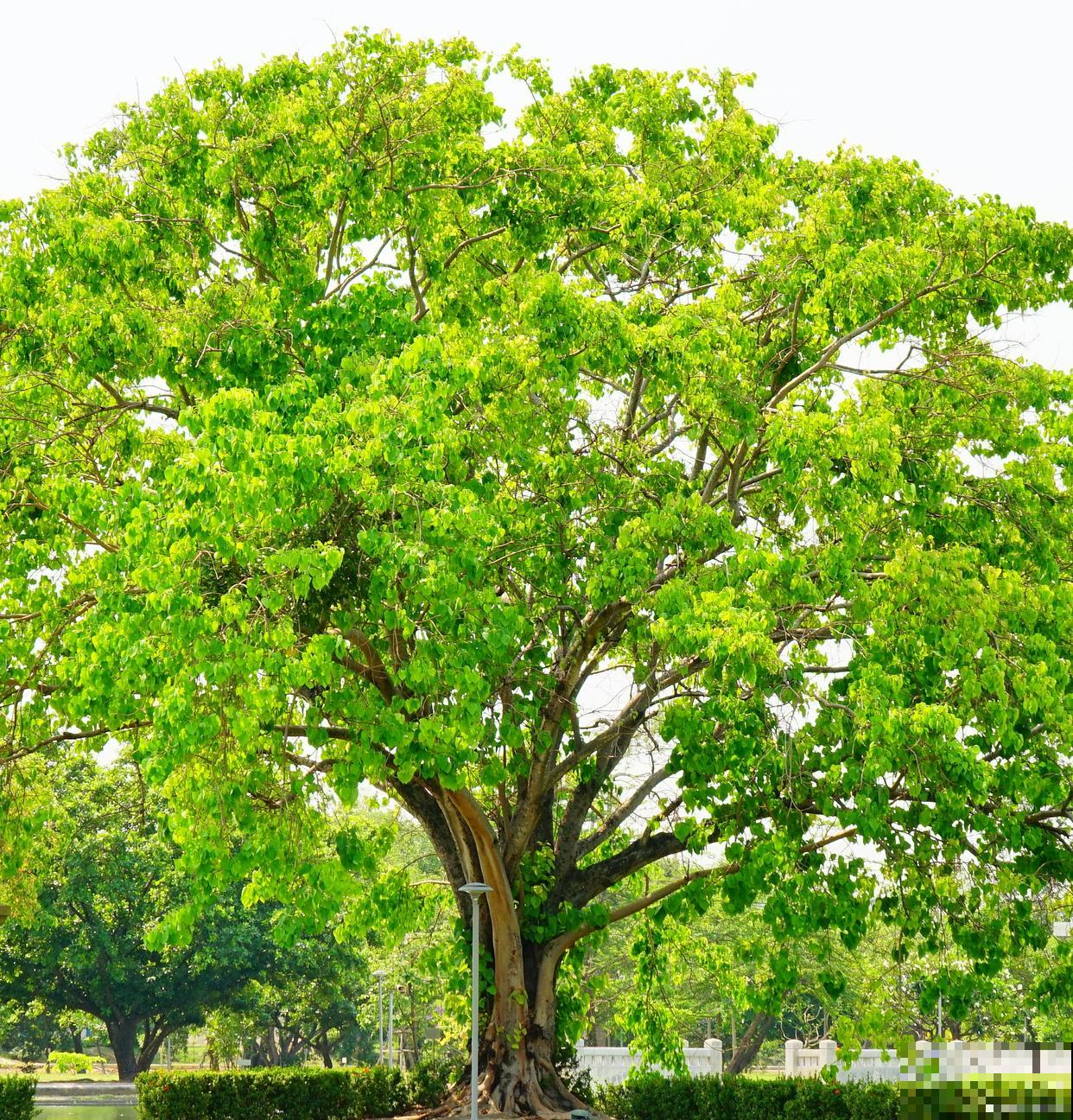 菩提树怎么养护？