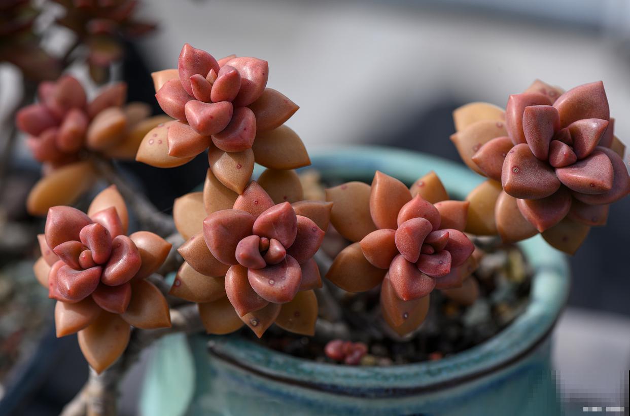 多肉红宝石开花怎么办 多肉红宝石开花怎么办