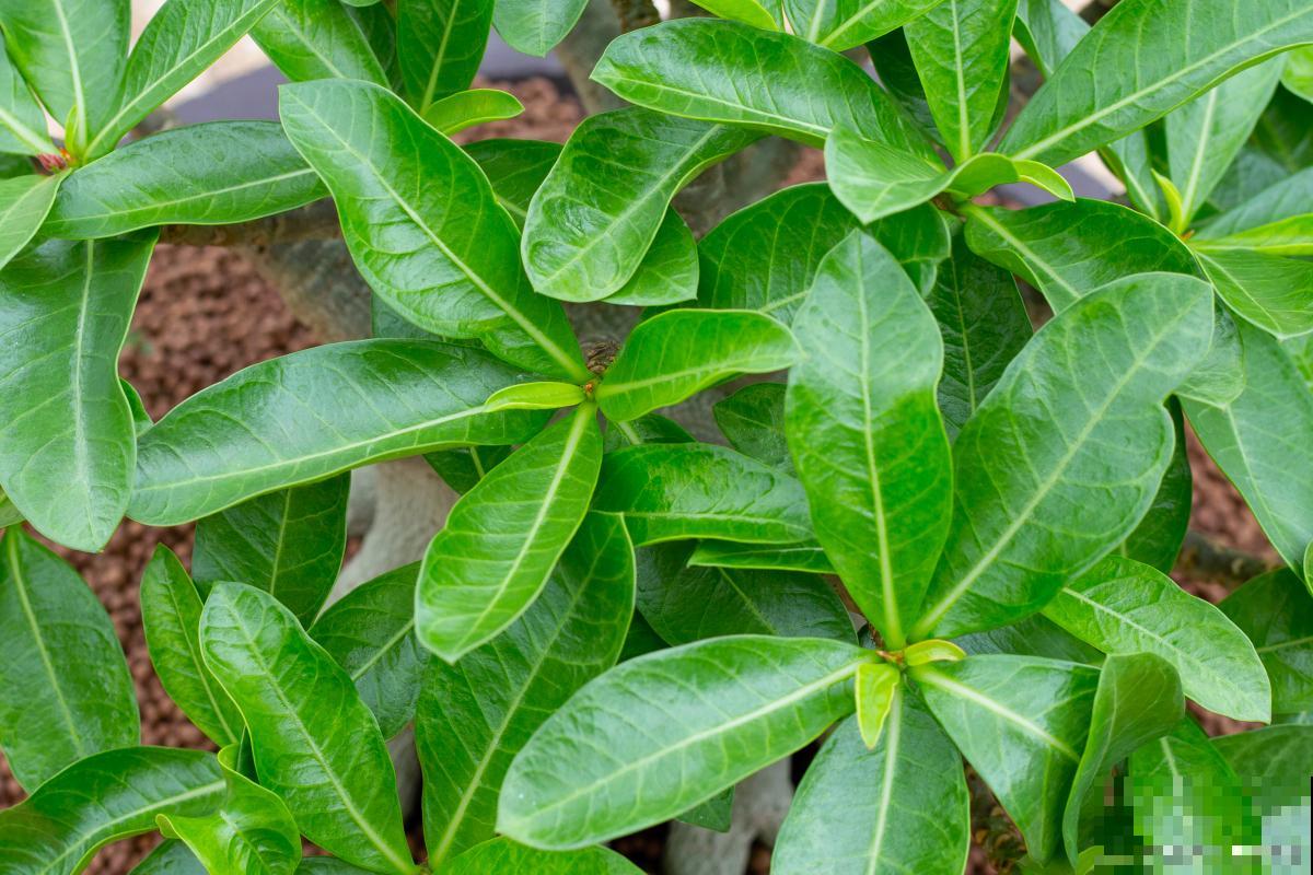 鸭掌木如何扦插？