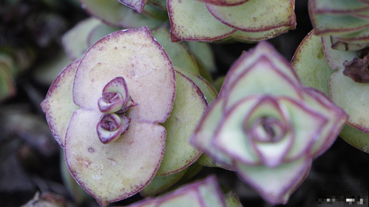 星王子怎么扦插？