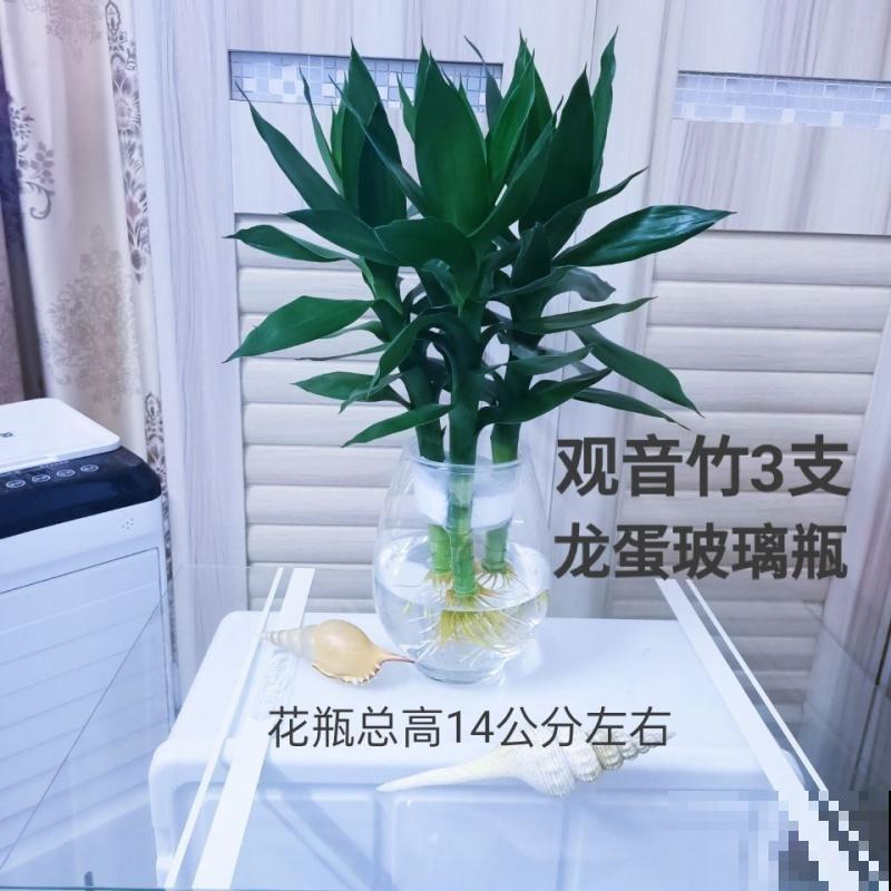 耐阴的室内花卉有很多,这4种最常见,好养观赏性强 耐阴的室内花卉有很多,这4种最常见,好养观赏性强