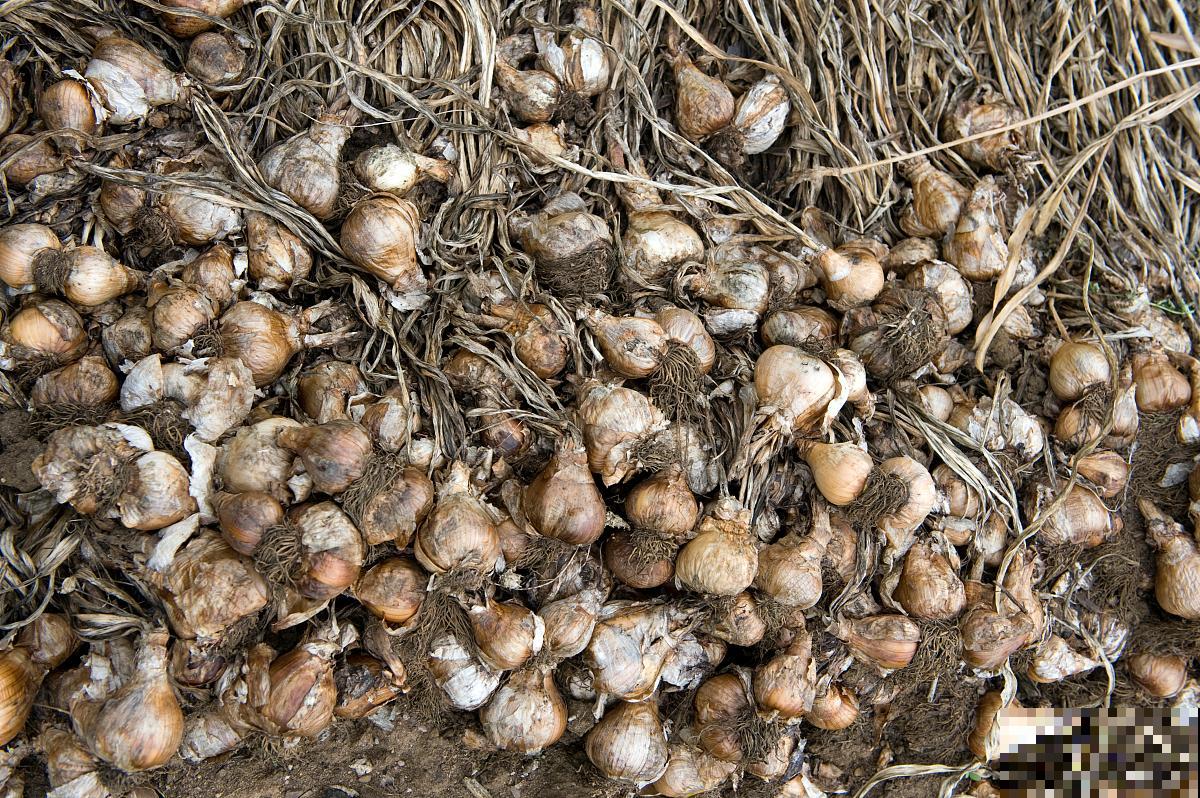 马蹄种植方法和时间