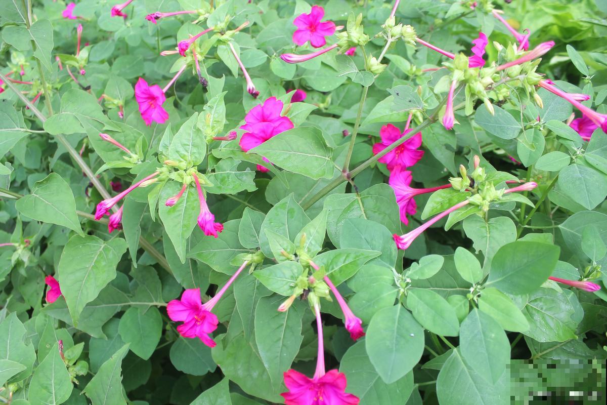 紫茉莉什么时候种