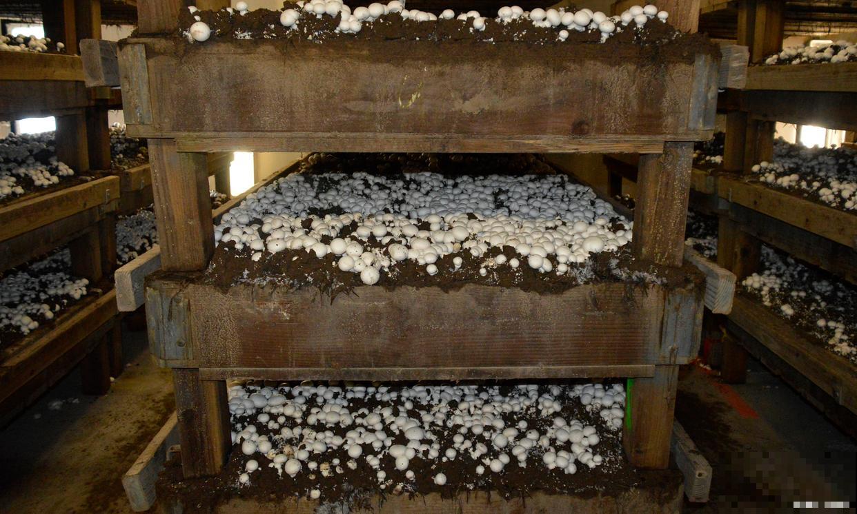 食用菌的栽培技术