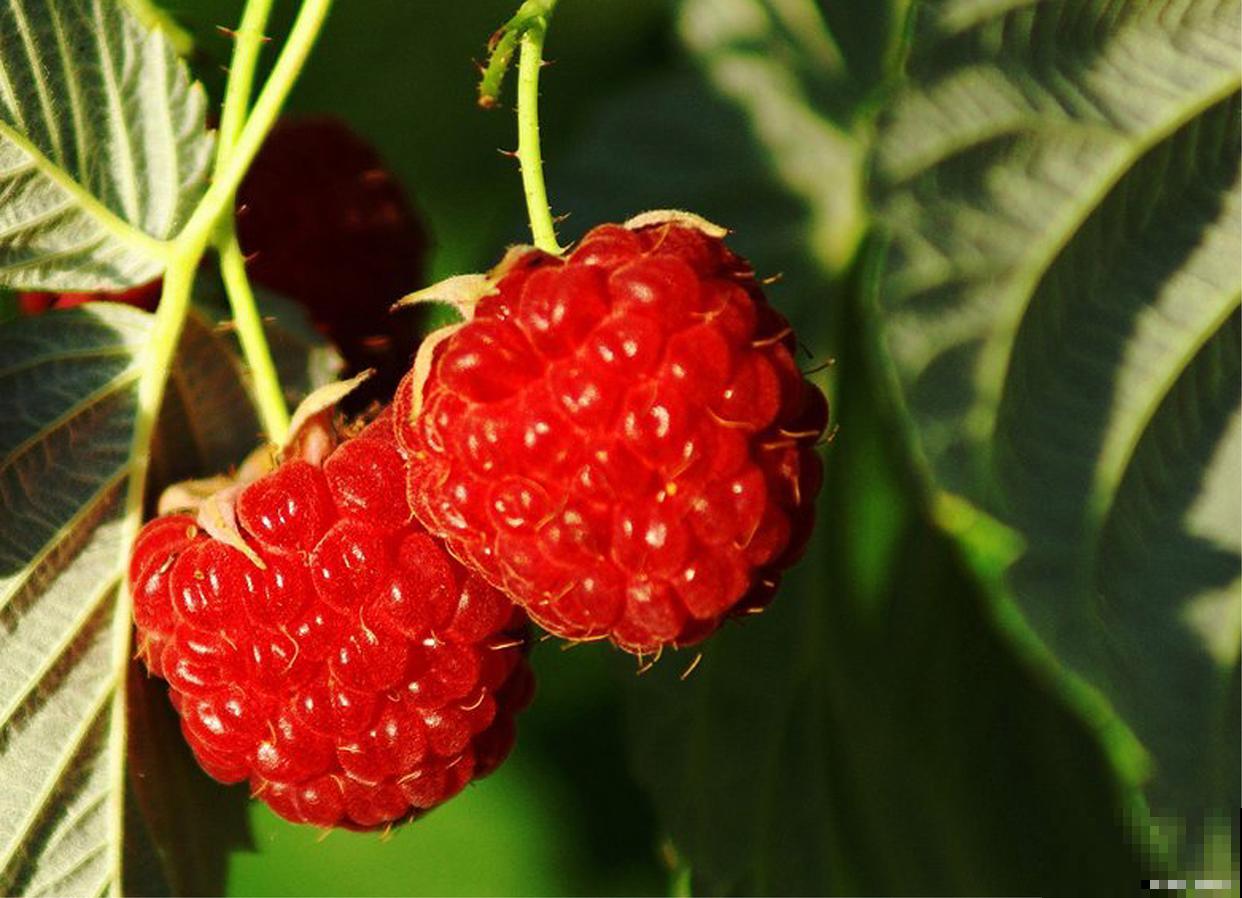 覆盆子怎么种植? 覆盆子怎么种植?