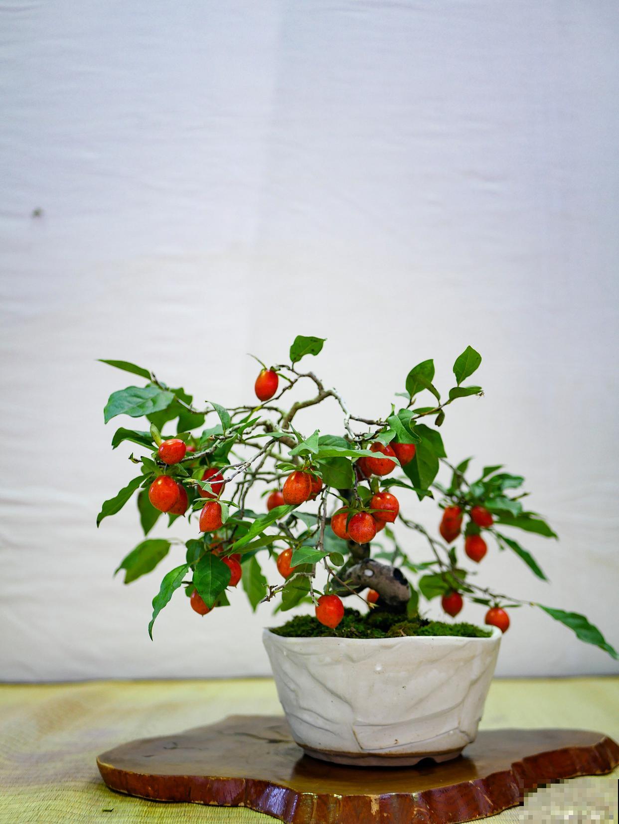 老鸦柿养殖方法与管理