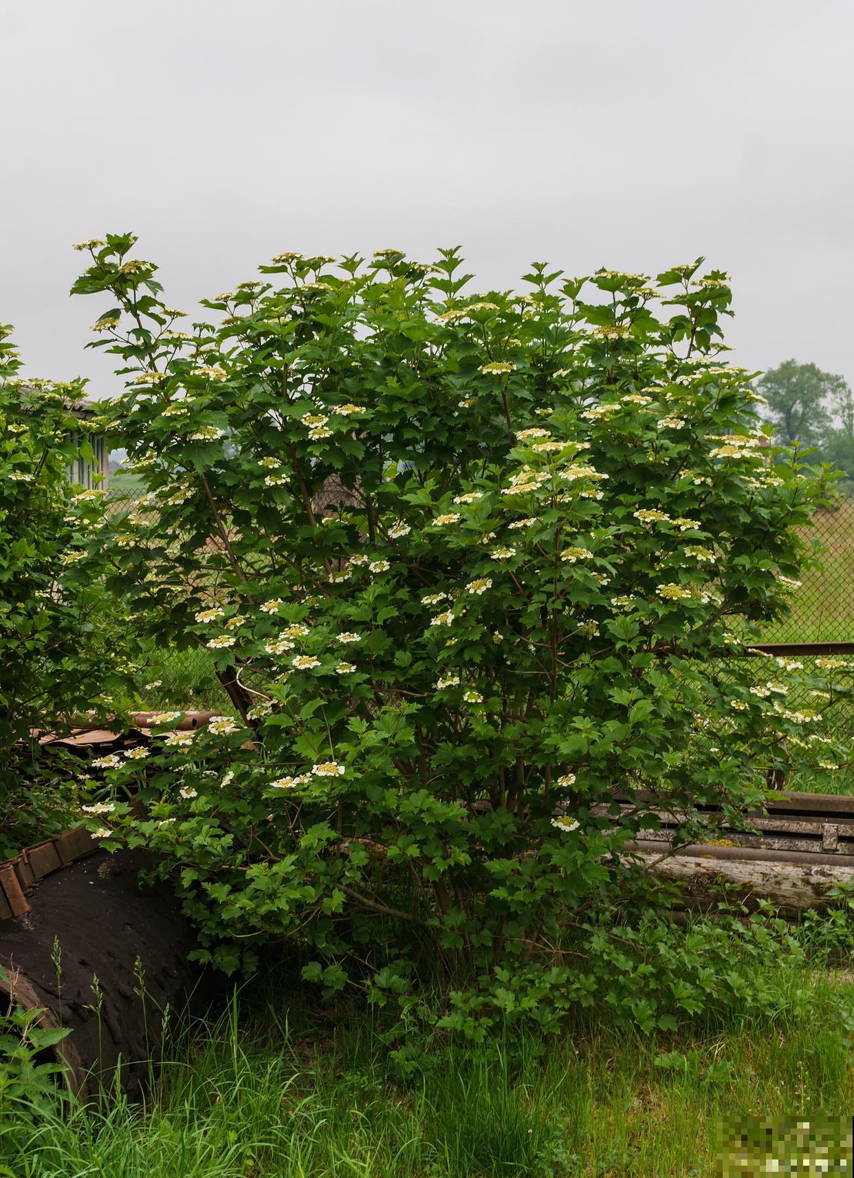 梓树什么时候开花