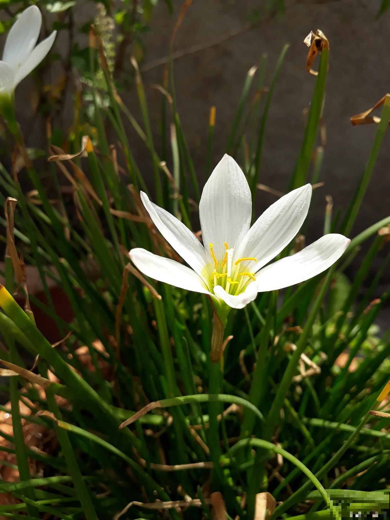 葱兰怎么养殖的？