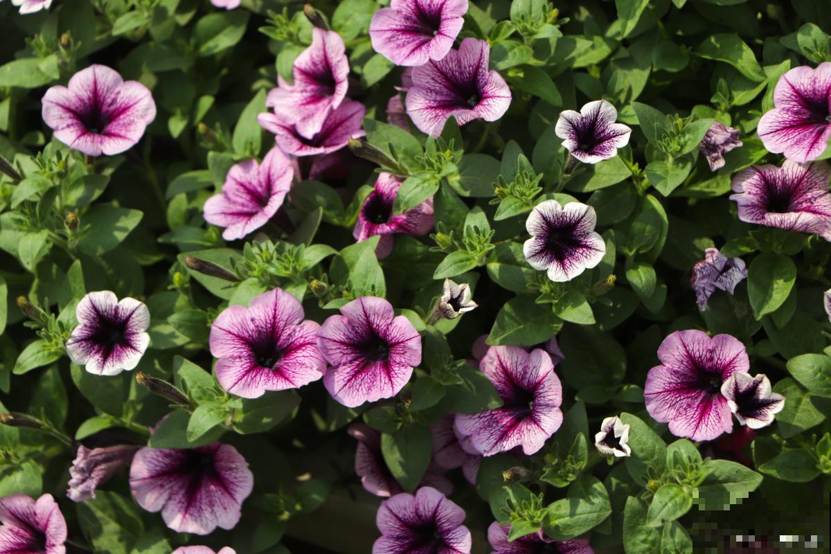 矮牵牛什么季节开花 矮牵牛什么季节开花