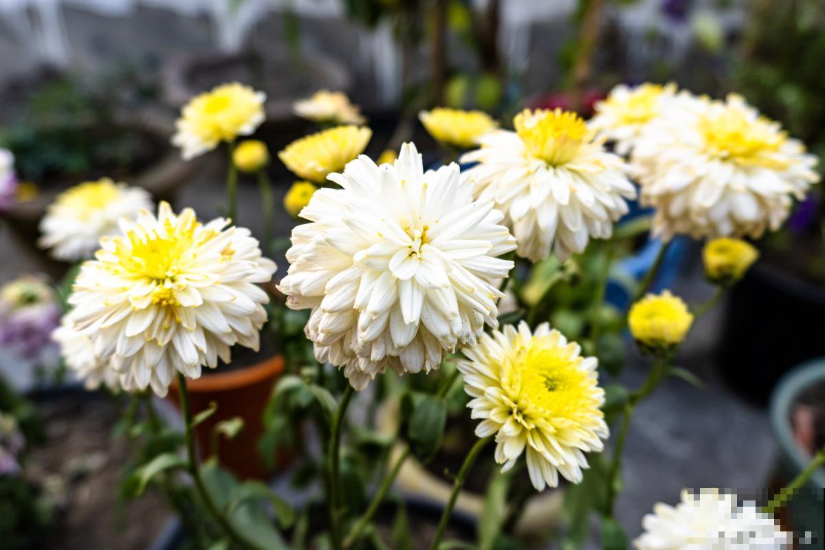 四季常开的花有哪些