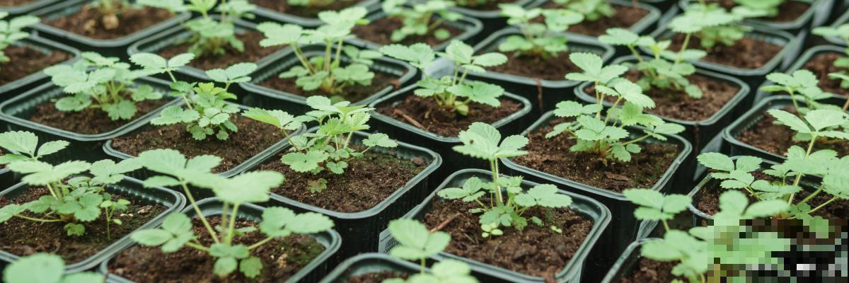 草莓为什么开了花不结果