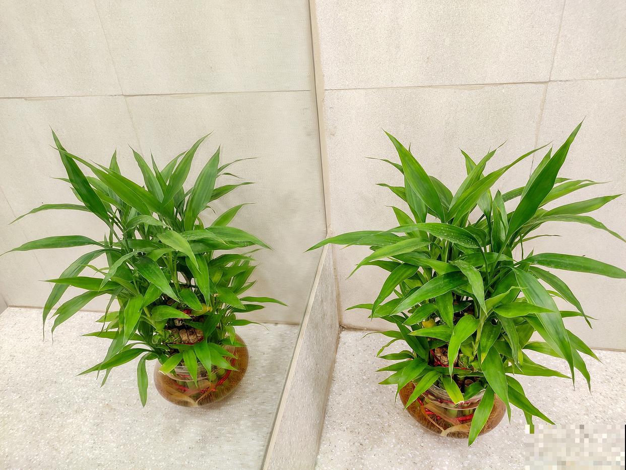 富贵竹怎么水养才能更旺盛