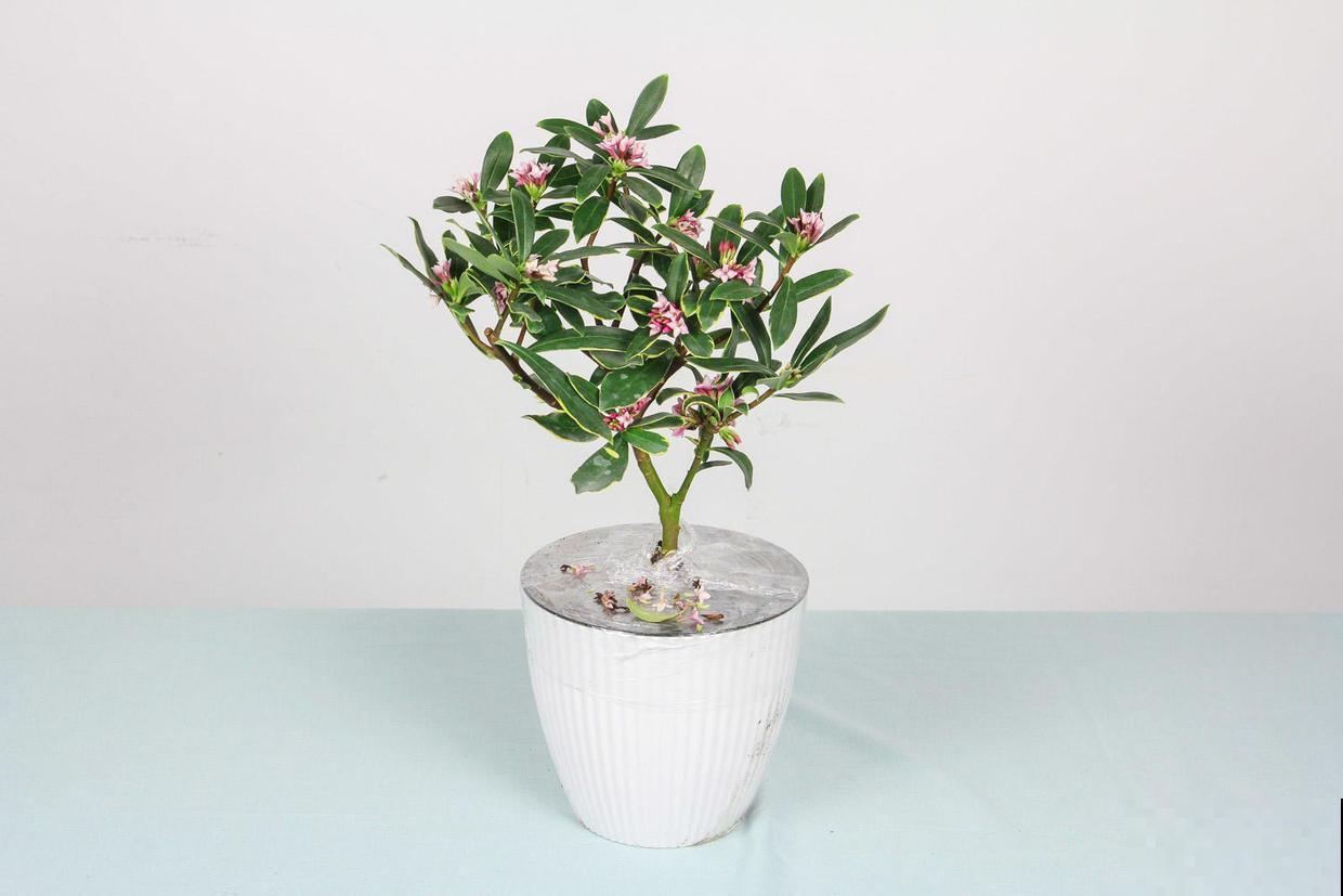 刚买回来的金边瑞香怎么养 刚买回来的金边瑞香怎么养