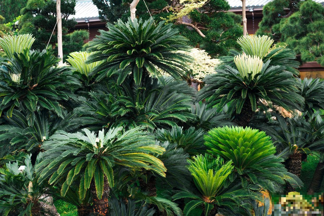 墨西哥铁树的养殖方法和注意事项