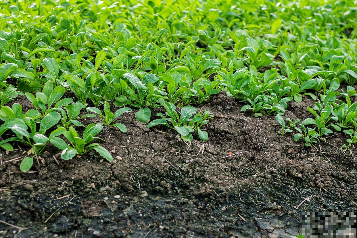 蔬菜种下后几天施肥合适 蔬菜种下后几天施肥合适