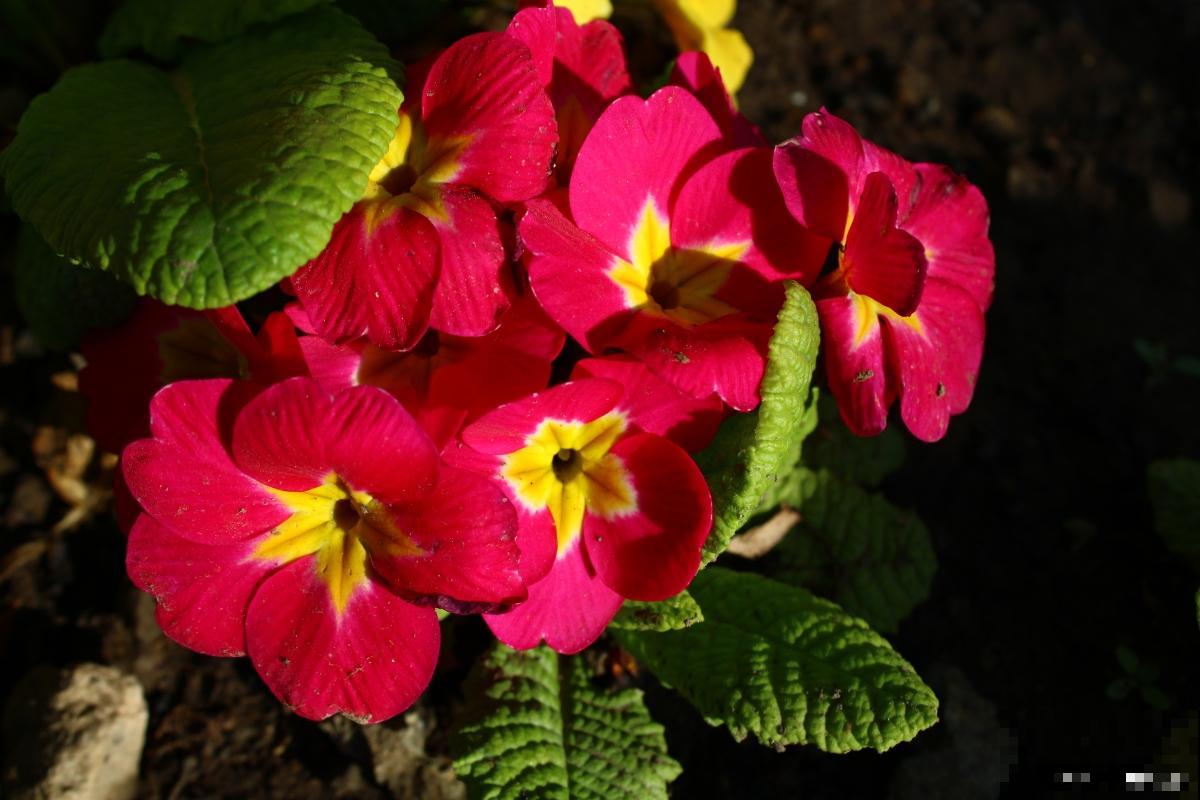 长不大的花有哪些 长不大的花有哪些