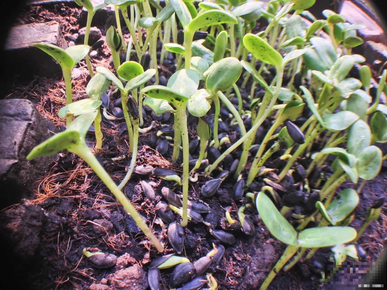 花苗倒苗怎么办? 花苗倒苗怎么办?