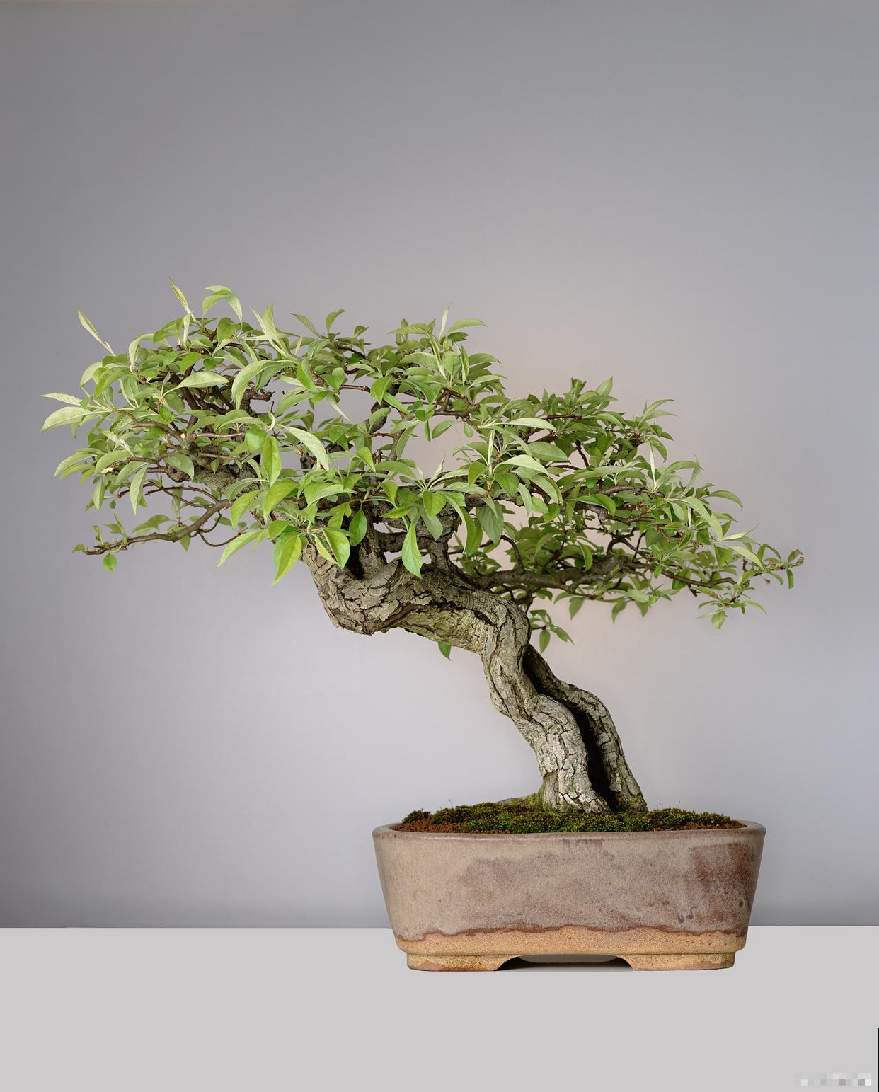 黄荆盆景的养殖方法和注意事项