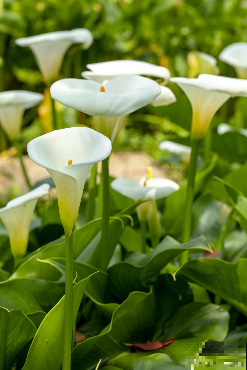 块茎类花卉有哪些 块茎类花卉有哪些