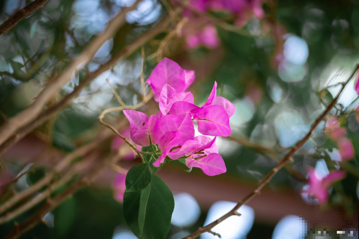 三角梅春天种植方法 三角梅春天种植方法