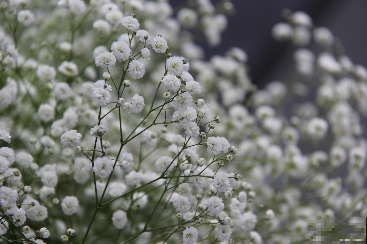 春天最常见的花？