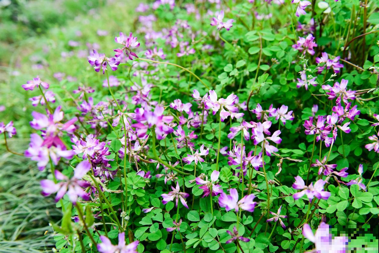 紫云英怎么种植？