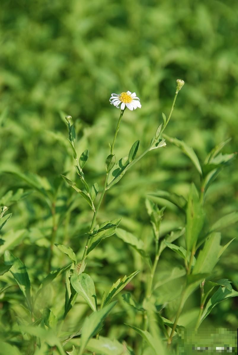 马兰头怎么种植？