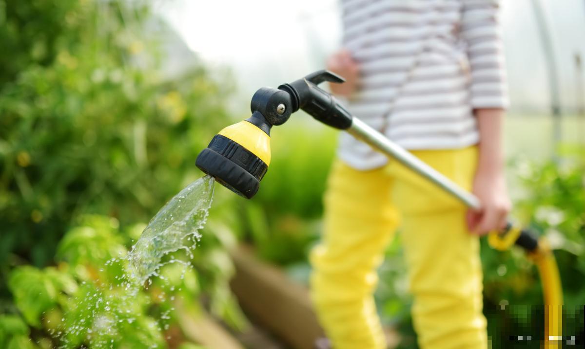 植物移栽后多久浇水