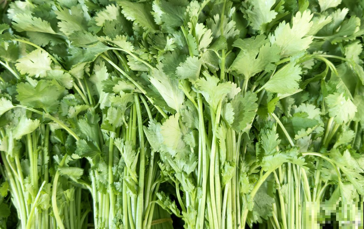 二年生植物有哪些