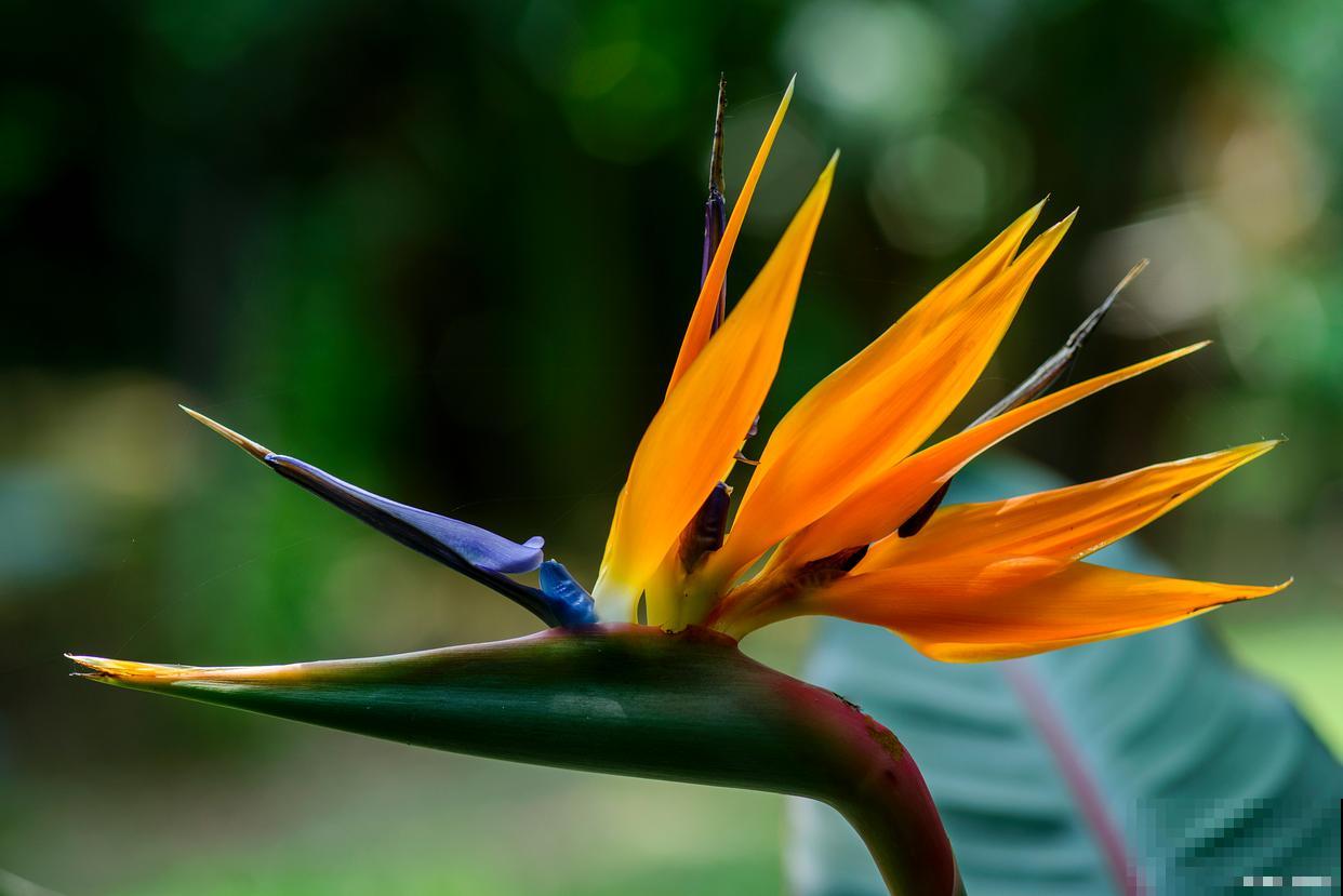 天堂鸟叶子发黄干枯焦边怎么补救 天堂鸟叶子发黄干枯焦边怎么补救