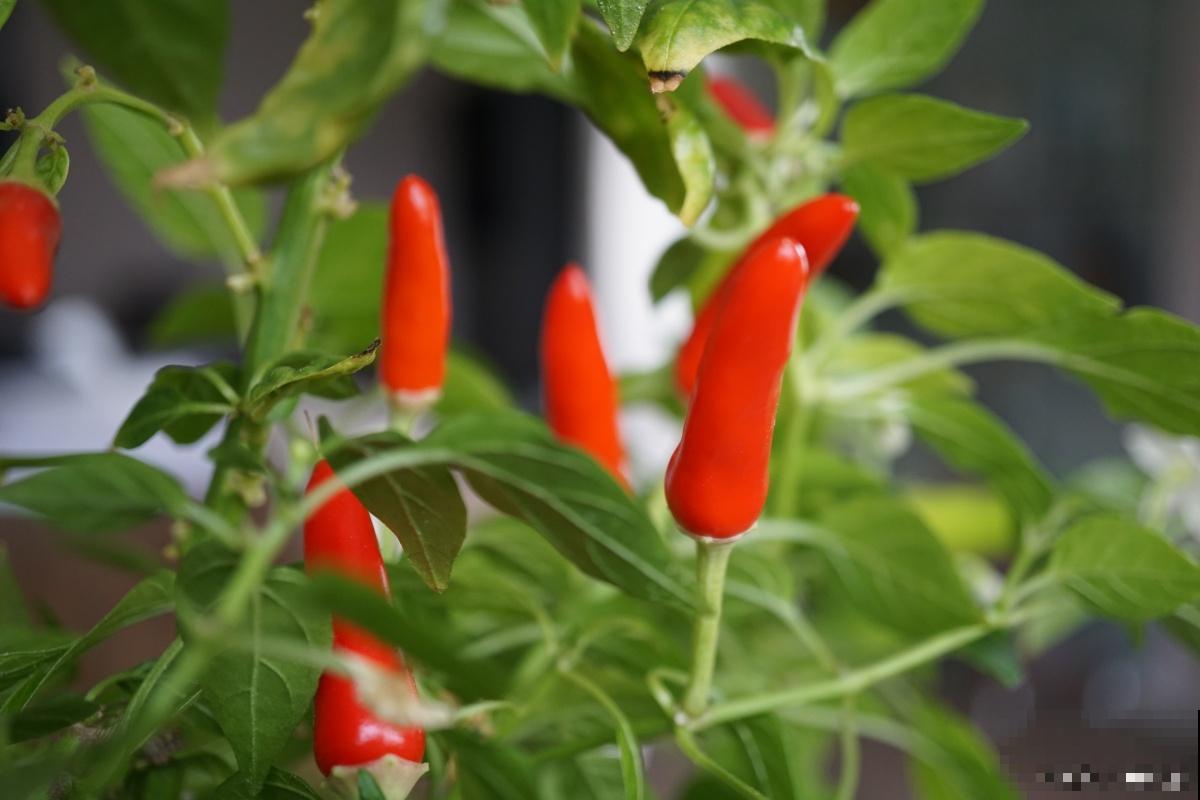 彩椒花叶黄怎么回事