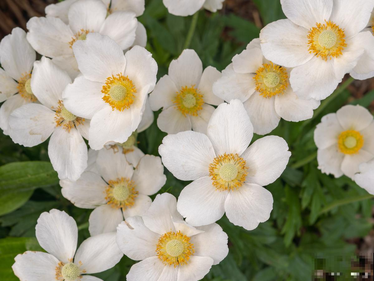 银莲花开花后怎么养护 银莲花开花后怎么养护